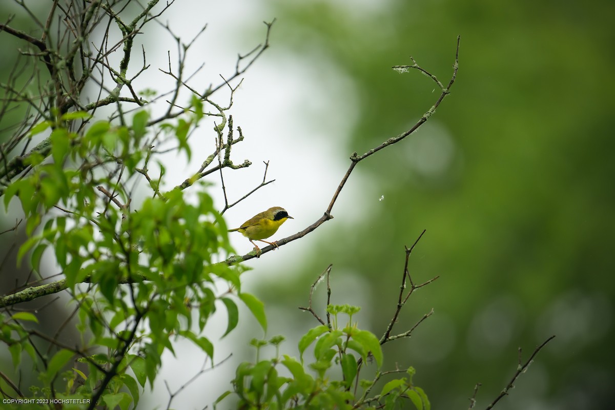 Common Yellowthroat - ML619240204