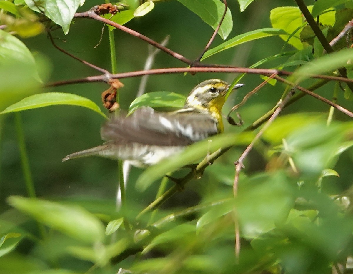 Blackburnian Warbler - ML619240206