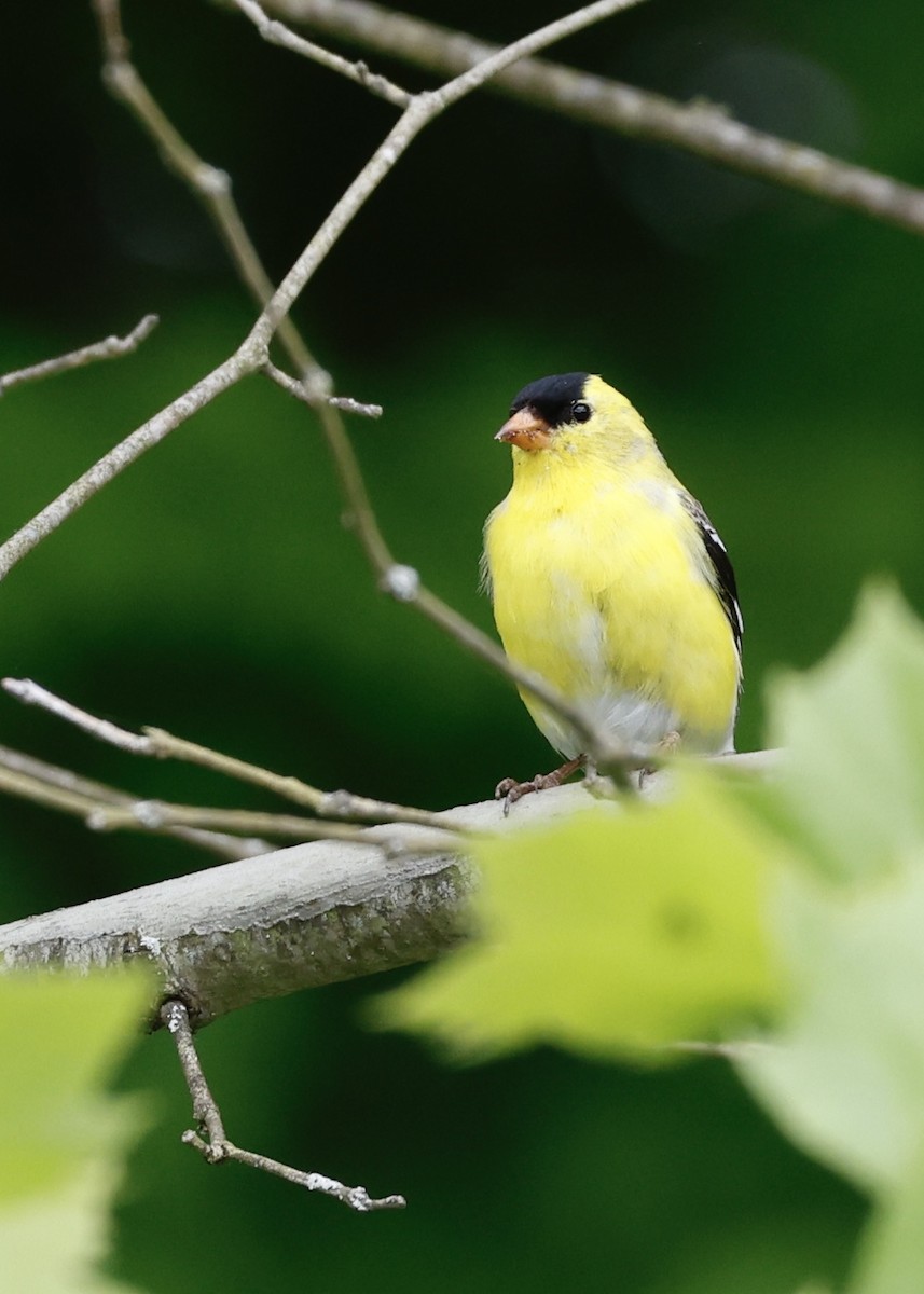 American Goldfinch - ML619240207