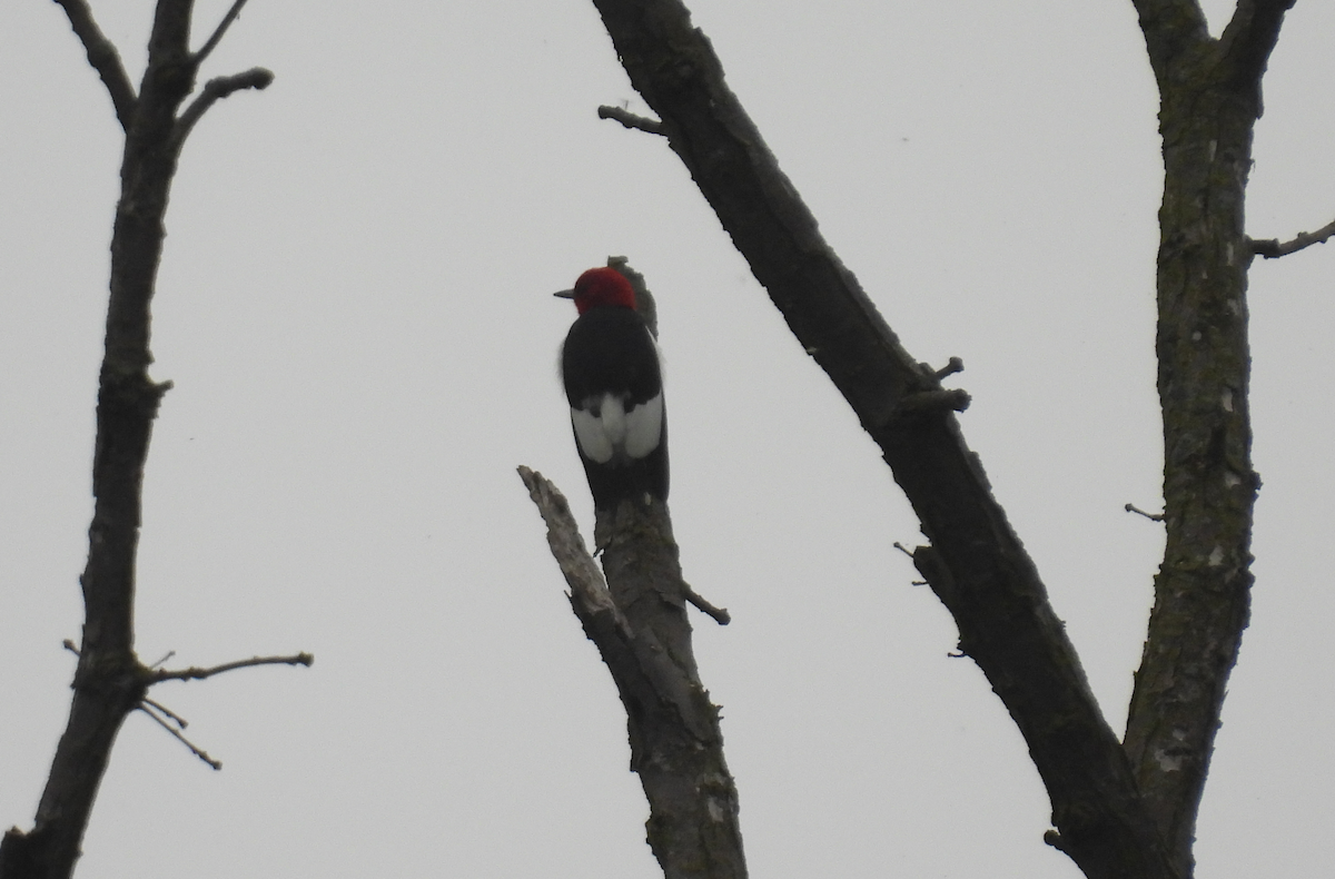 Red-headed Woodpecker - Brian Beauchene