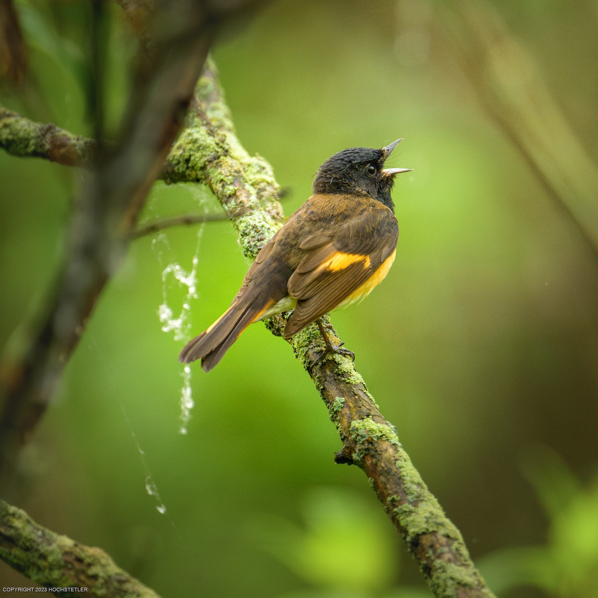 American Redstart - ML619240227