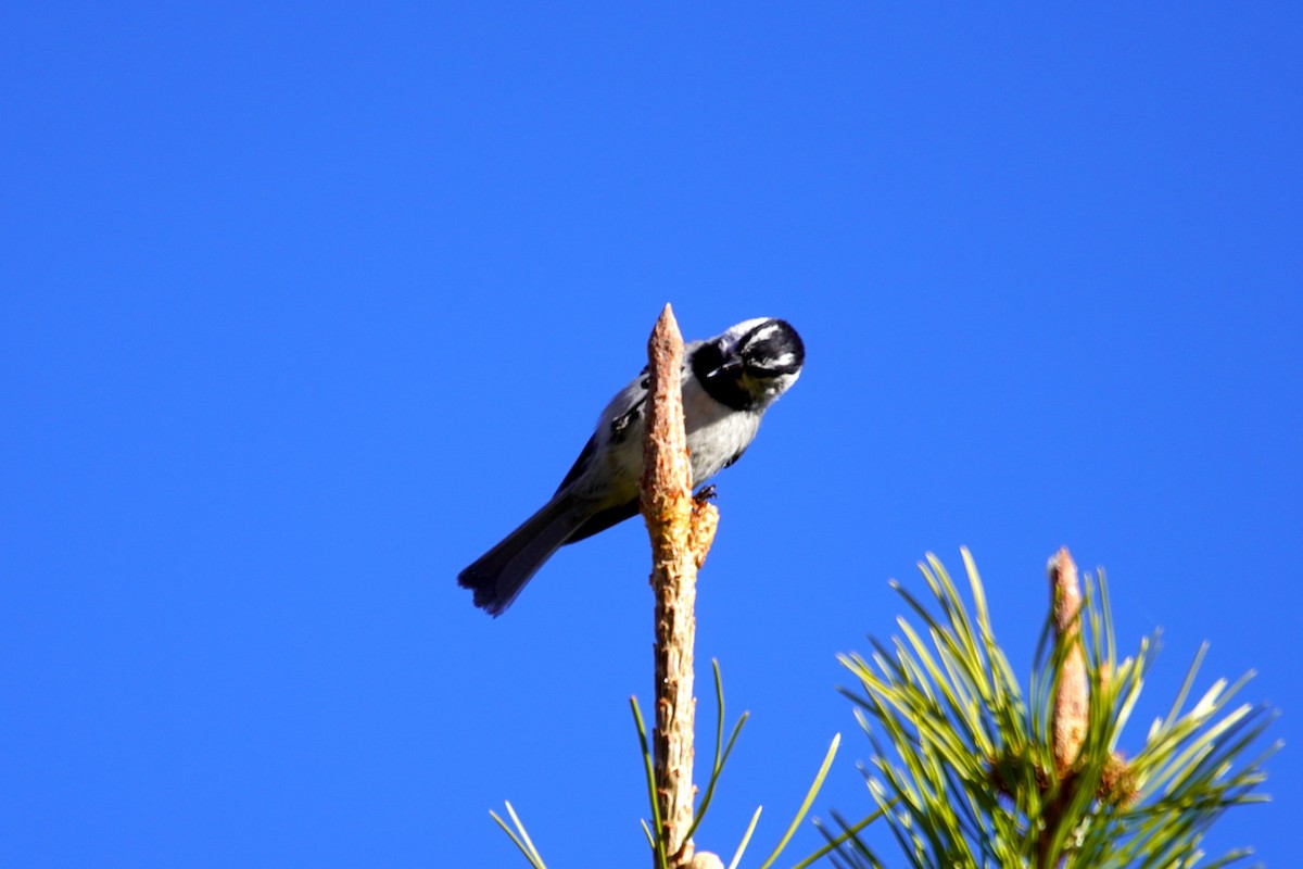 Mountain Chickadee - Alexander Lange