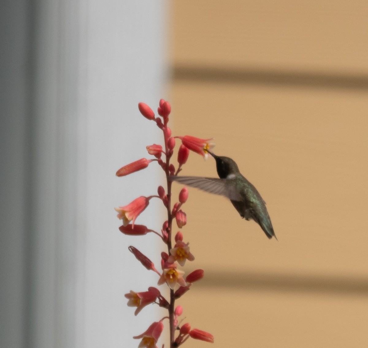 Black-chinned Hummingbird - ML619240239
