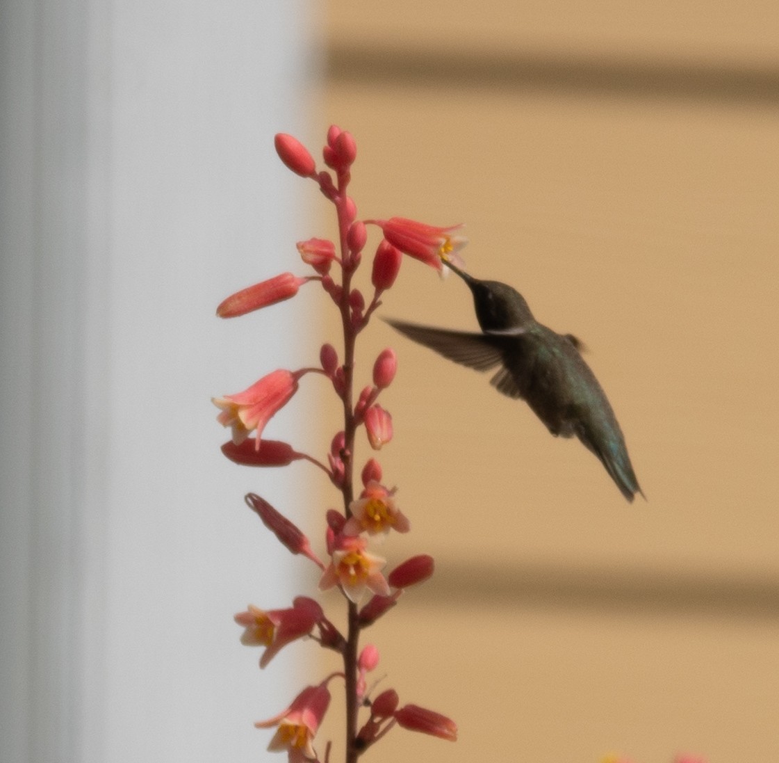 Black-chinned Hummingbird - ML619240240