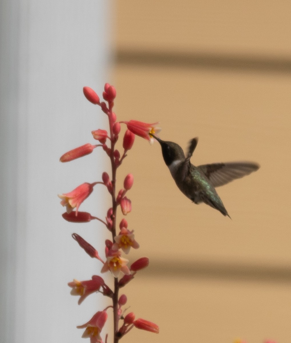 Black-chinned Hummingbird - ML619240241