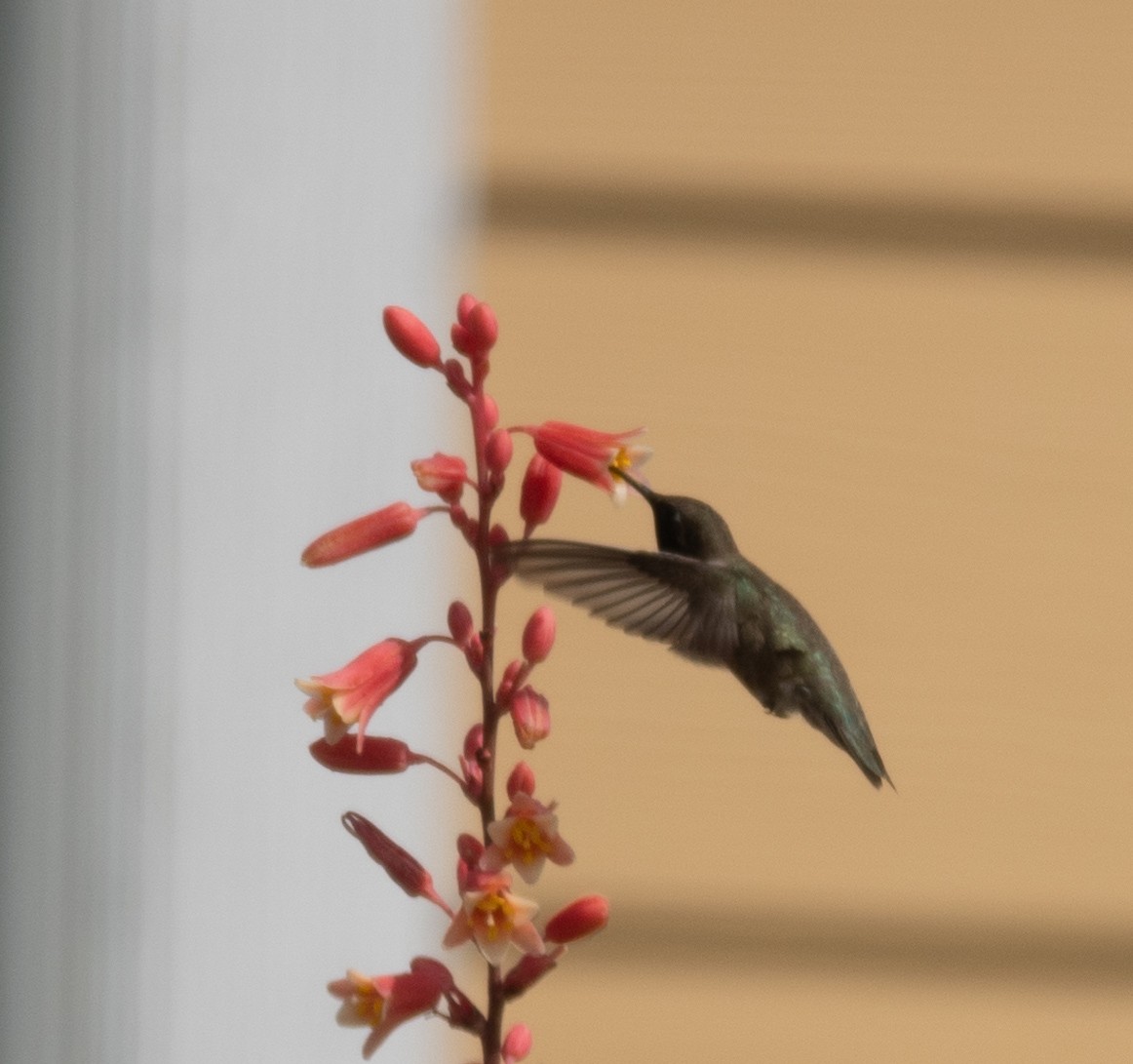 Black-chinned Hummingbird - ML619240242