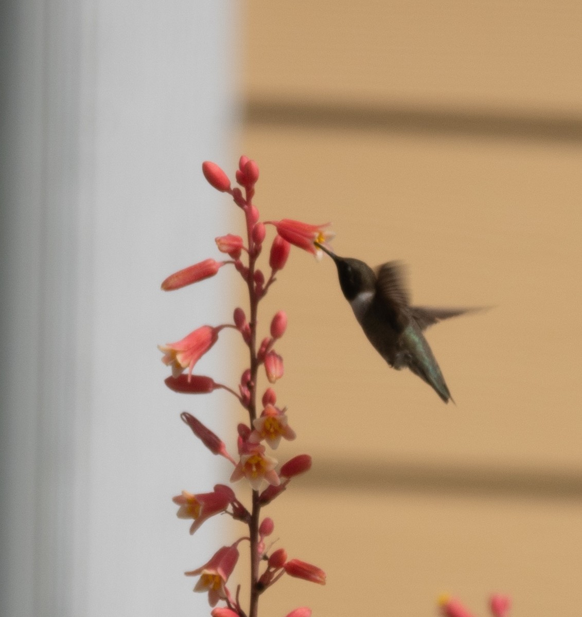 Black-chinned Hummingbird - ML619240243