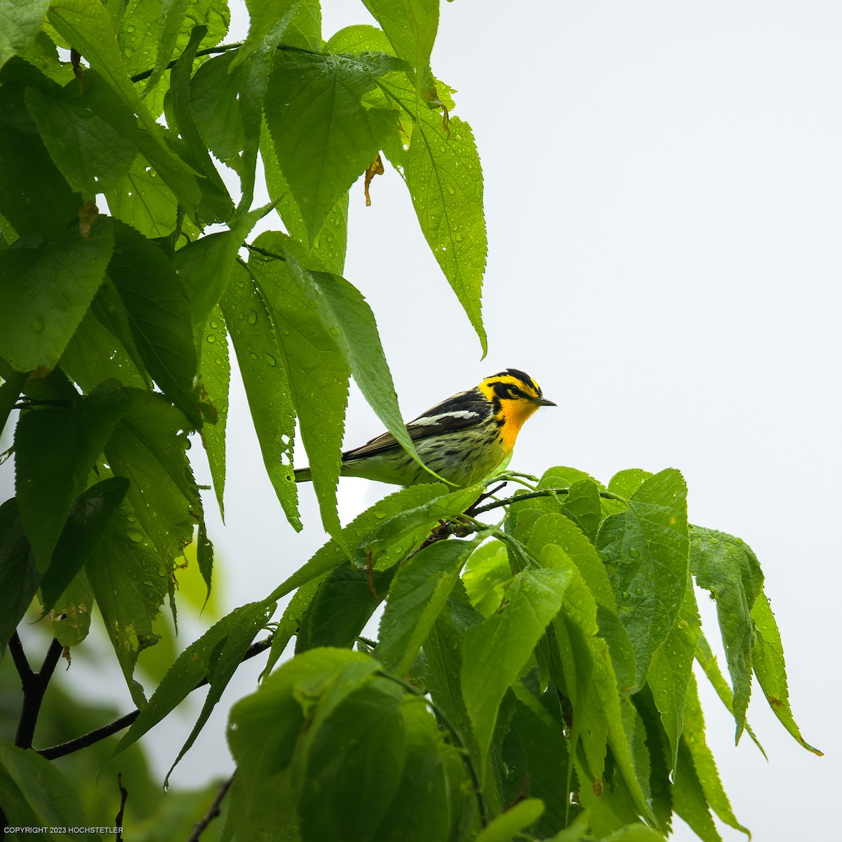 Blackburnian Warbler - ML619240246