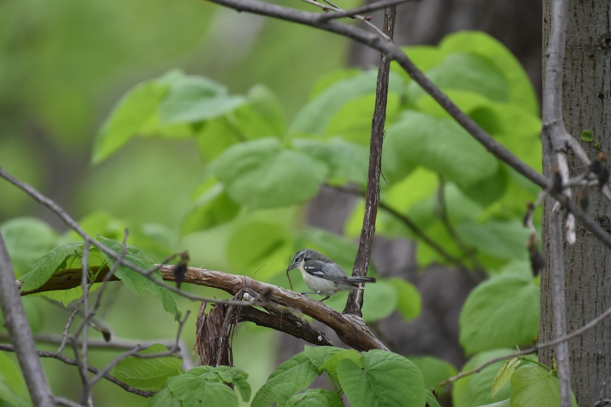 Blauwaldsänger - ML619240250