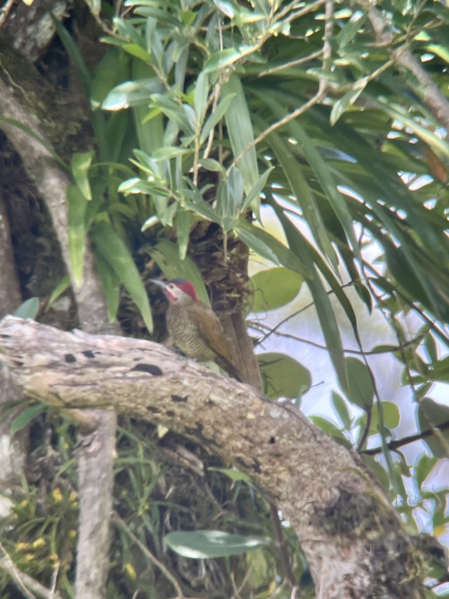 Golden-olive Woodpecker - Brenda Sánchez