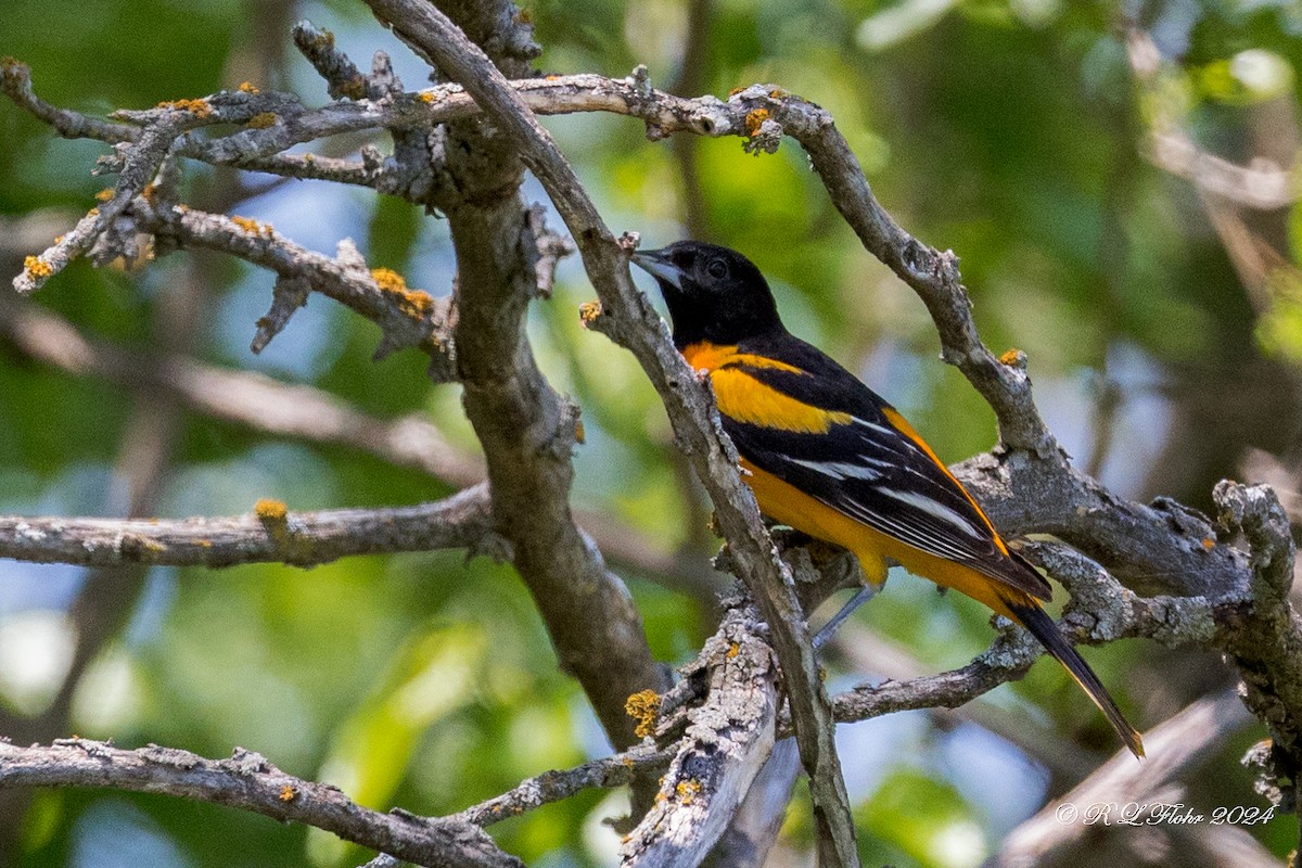 Baltimore Oriole - Rita Flohr