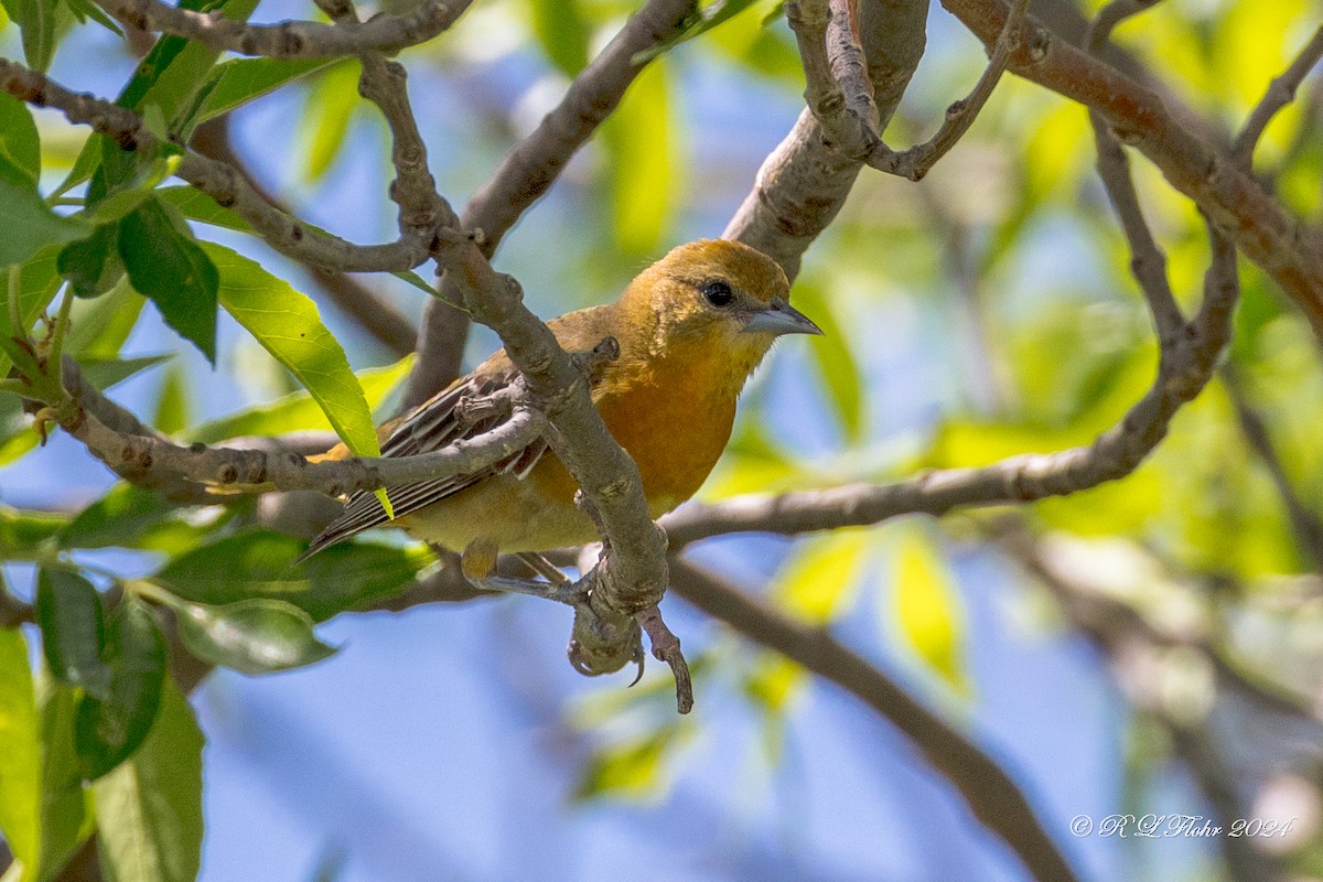 Baltimore Oriole - Rita Flohr