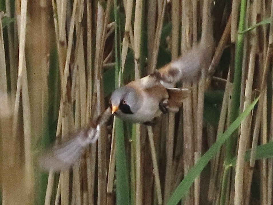 Bearded Reedling - christopher stuart elmer