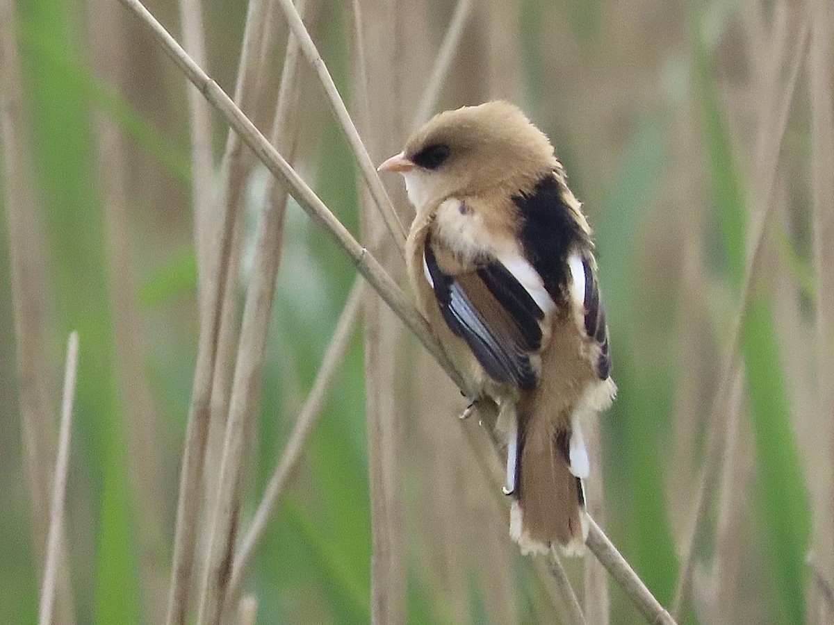 Bearded Reedling - christopher stuart elmer