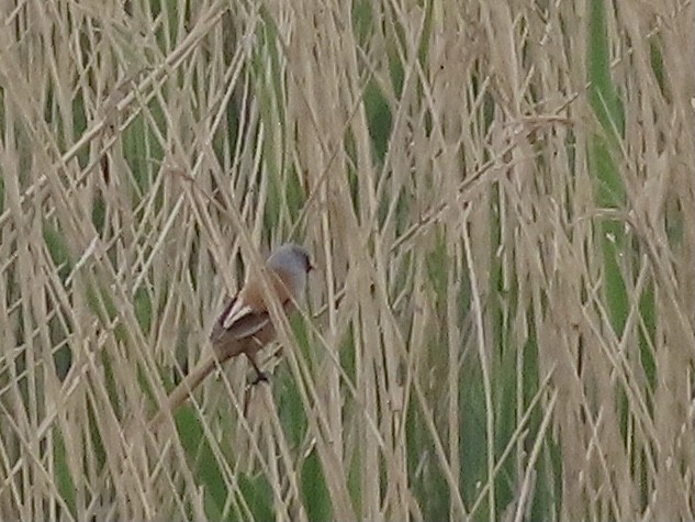 Bearded Reedling - christopher stuart elmer