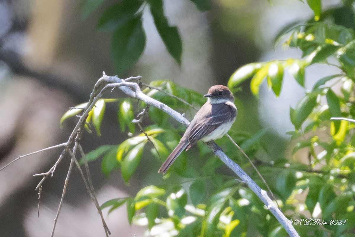 Eastern Phoebe - Rita Flohr