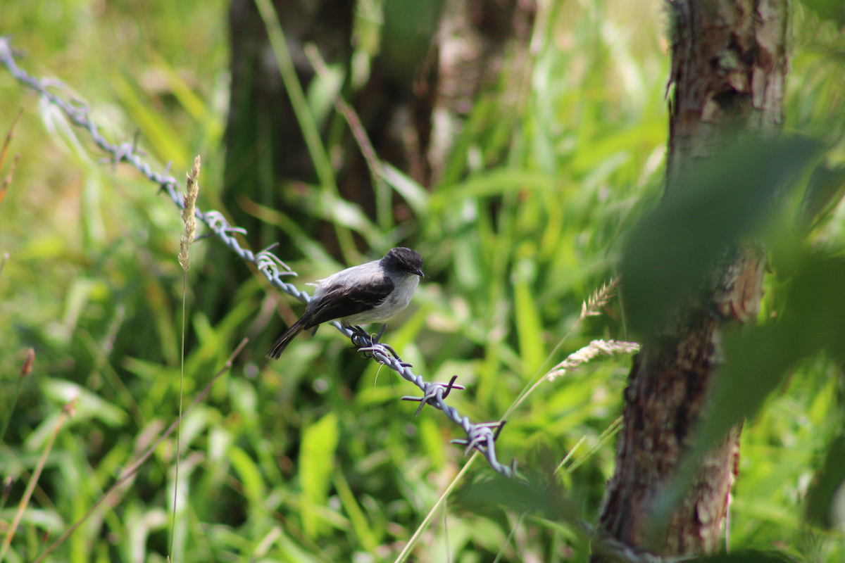 Torrent Tyrannulet - Adrian Riascos