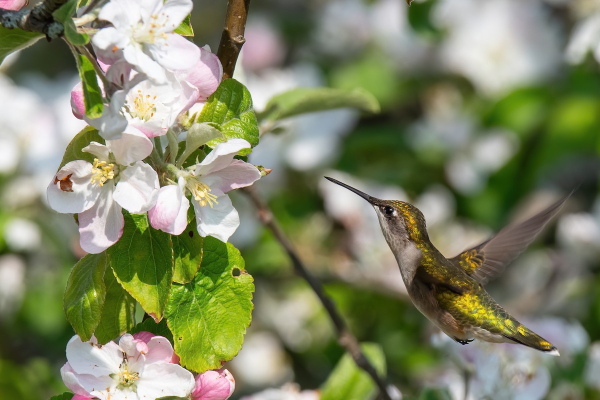 Ruby-throated Hummingbird - ML619240302