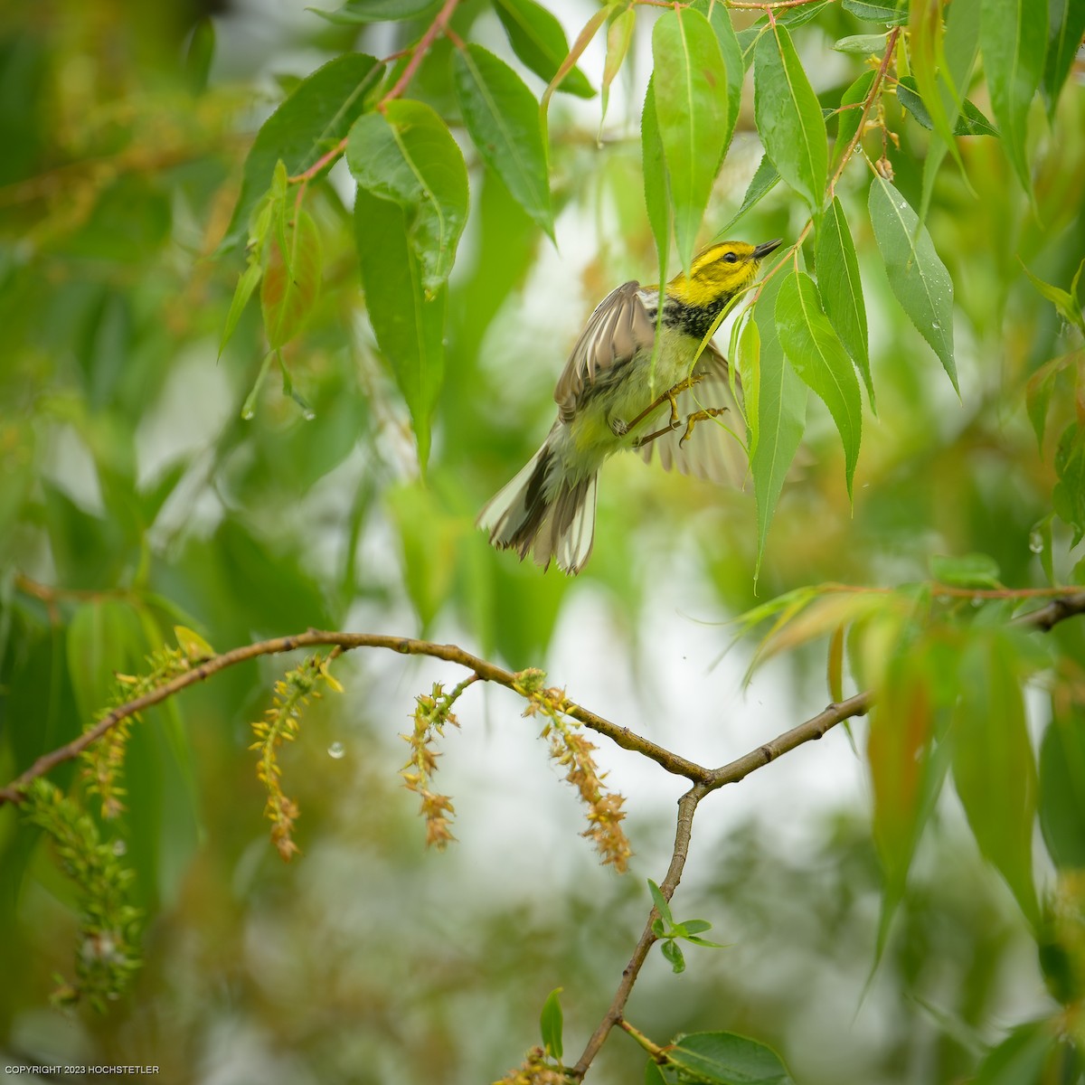 Black-throated Green Warbler - ML619240331