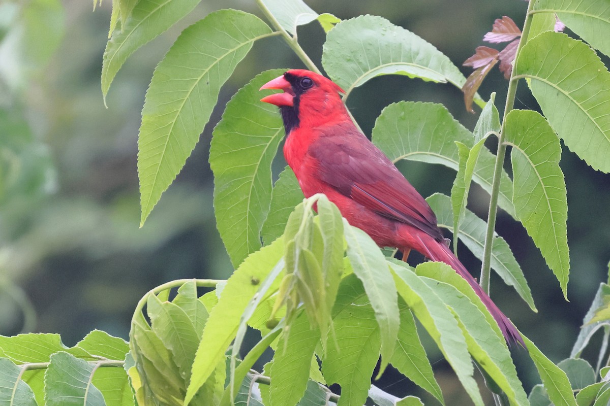 Cardinal rouge - ML619240341