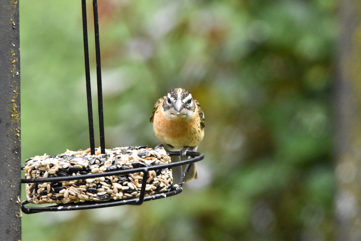 Black-headed Grosbeak - Mike Marble