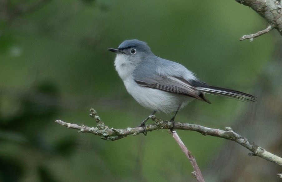 Blue-gray Gnatcatcher - Rachel Zierzow