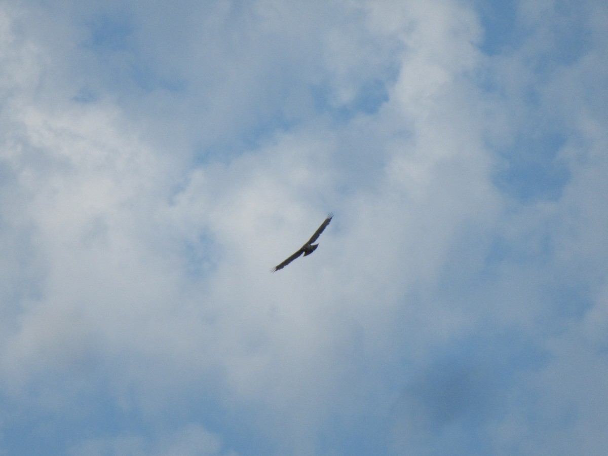 Red-tailed Hawk - Christine Whittet