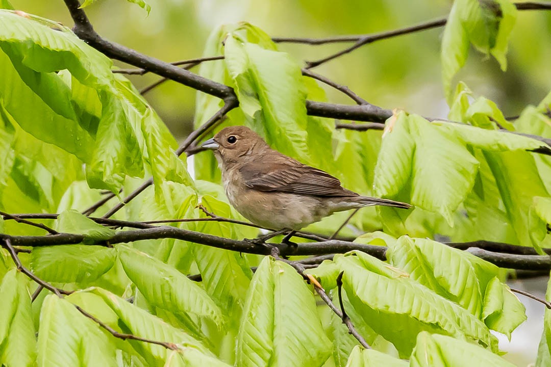 Indigo Bunting - Sheri Minardi