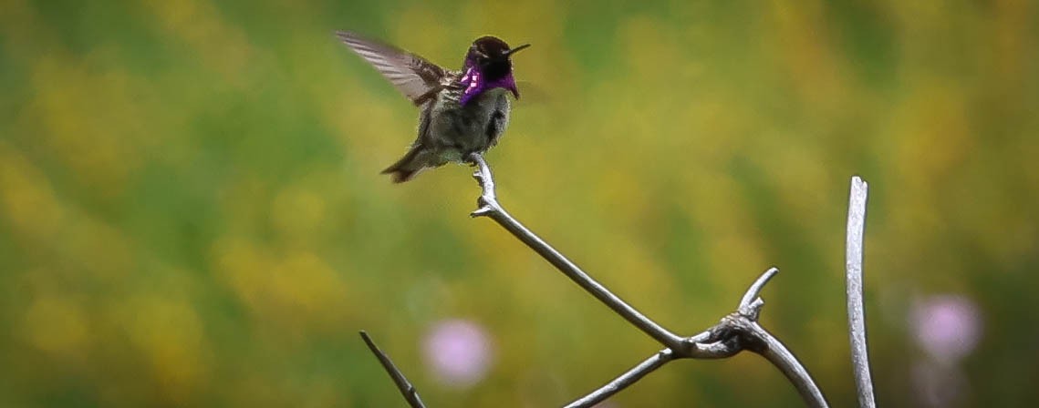 Costa's Hummingbird - Kathleen Waldron