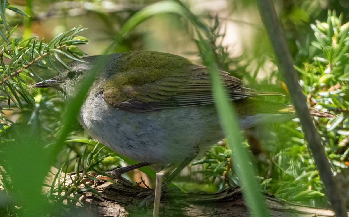 Tennessee Warbler - Sam Zuckerman