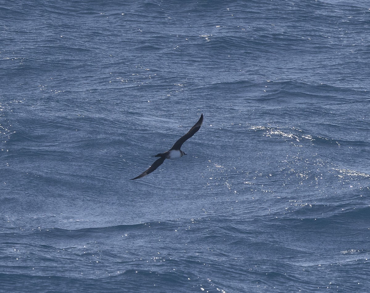 Parasitic Jaeger - Ed Corey