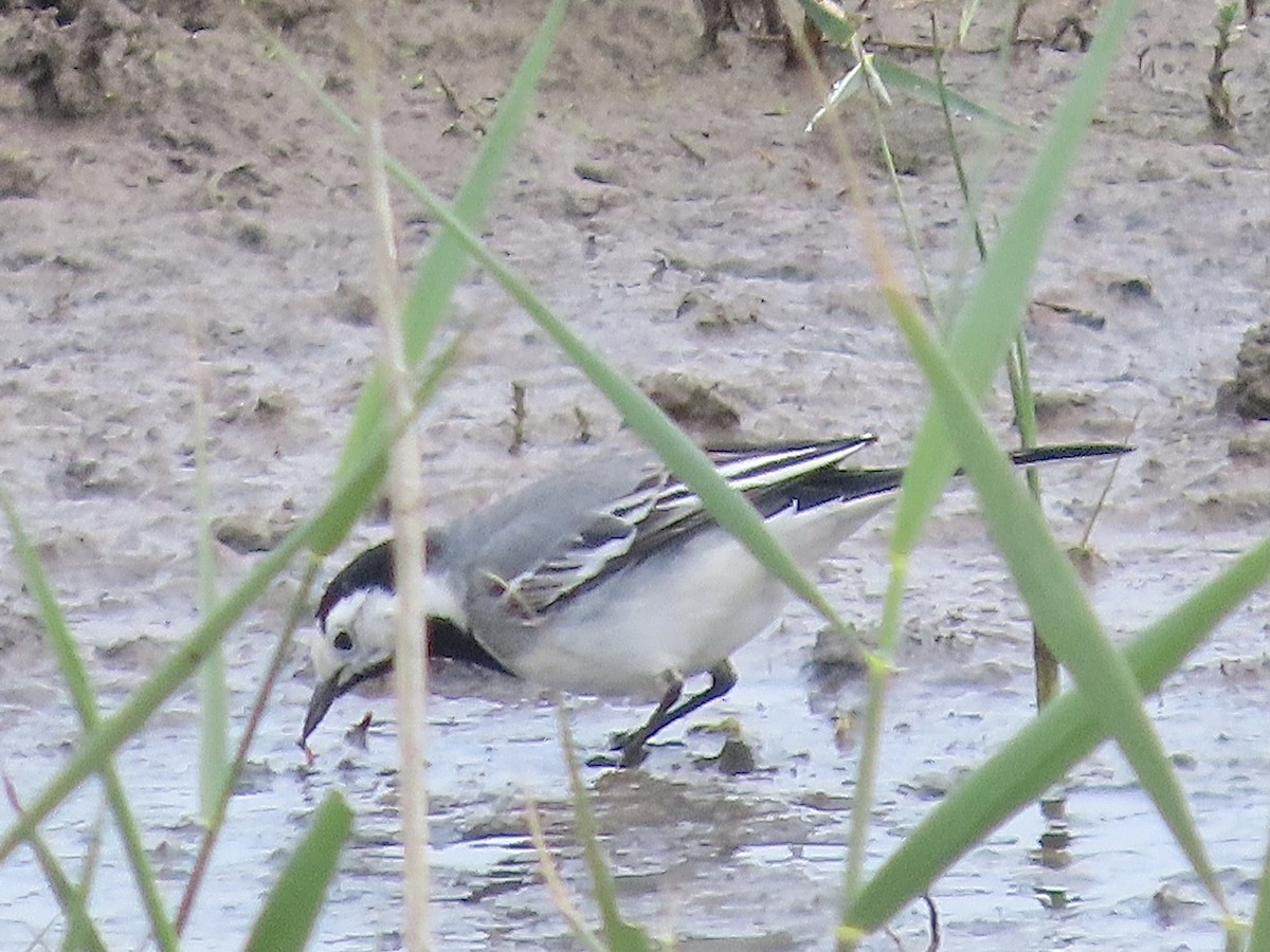 White Wagtail - christopher stuart elmer