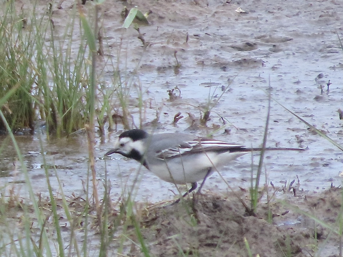 White Wagtail - christopher stuart elmer