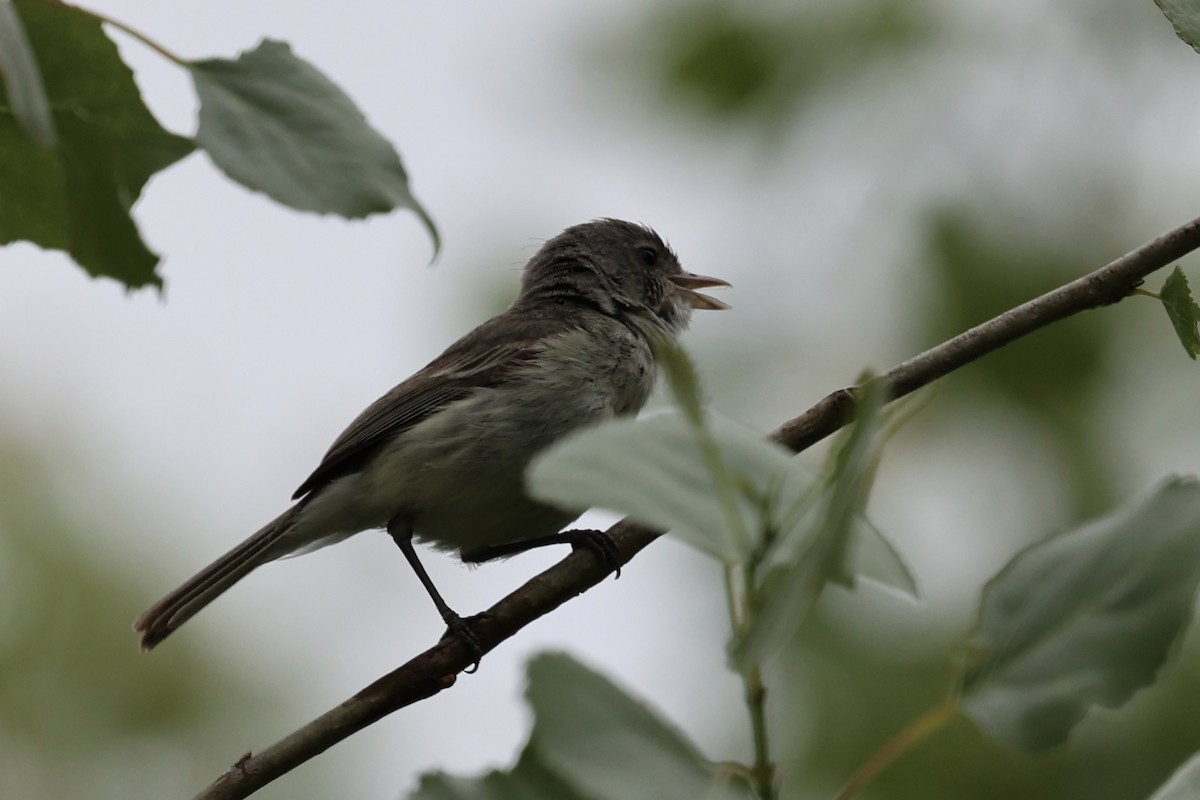 Bell's Vireo (Least) - Ann Stockert