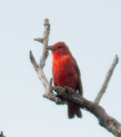 Summer Tanager - Rachel Zierzow