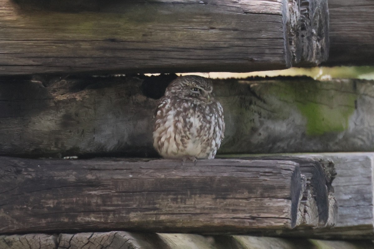 Little Owl - ML619240436