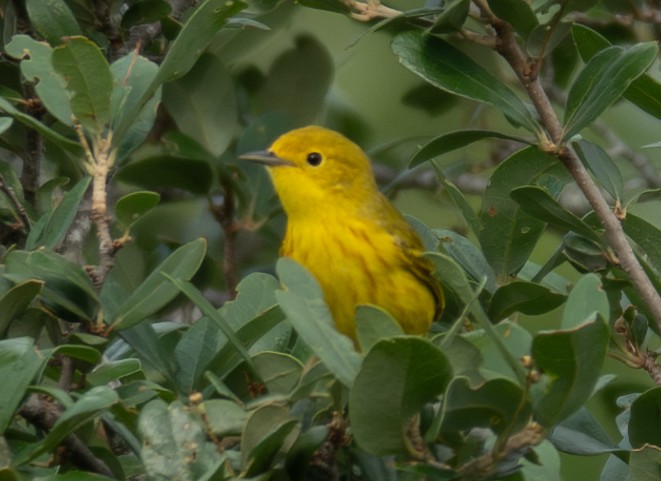 Yellow Warbler - Rachel Zierzow