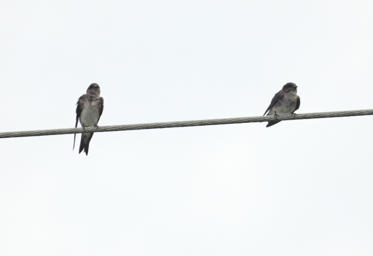 Gray-breasted Martin - Alejandra Pons