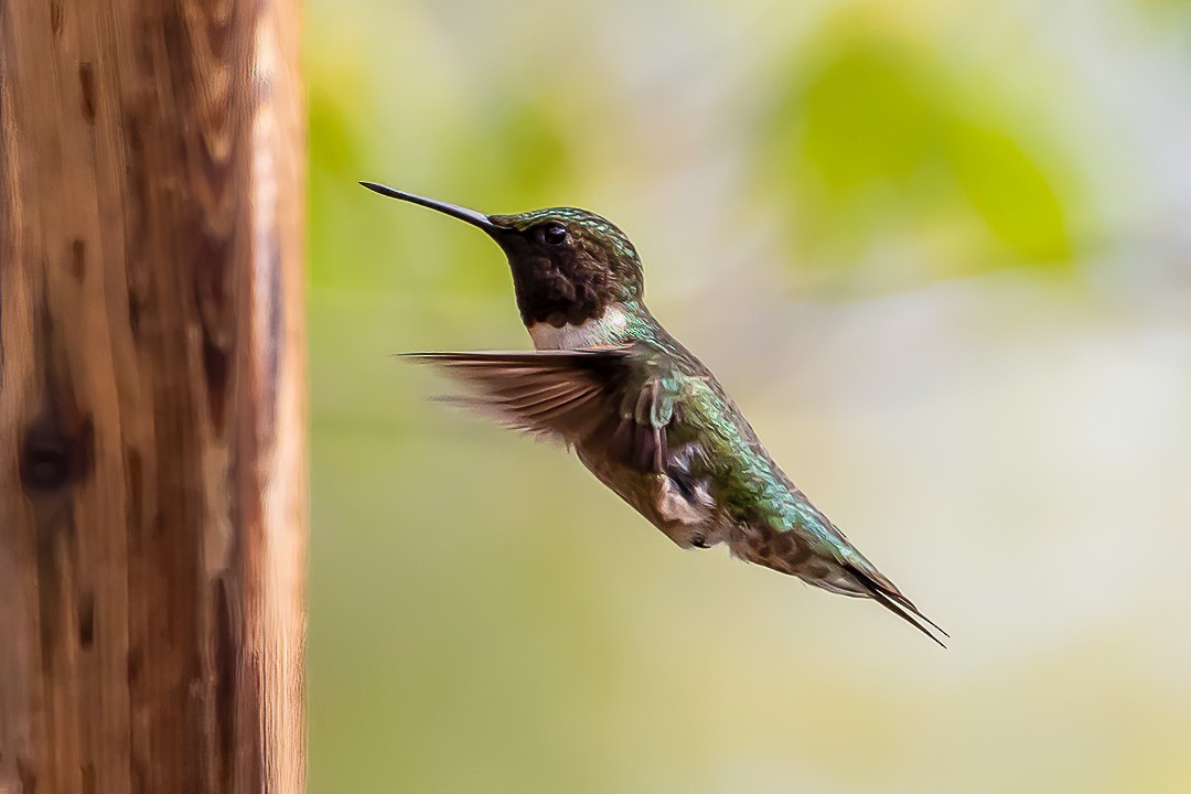 Ruby-throated Hummingbird - Sheri Minardi