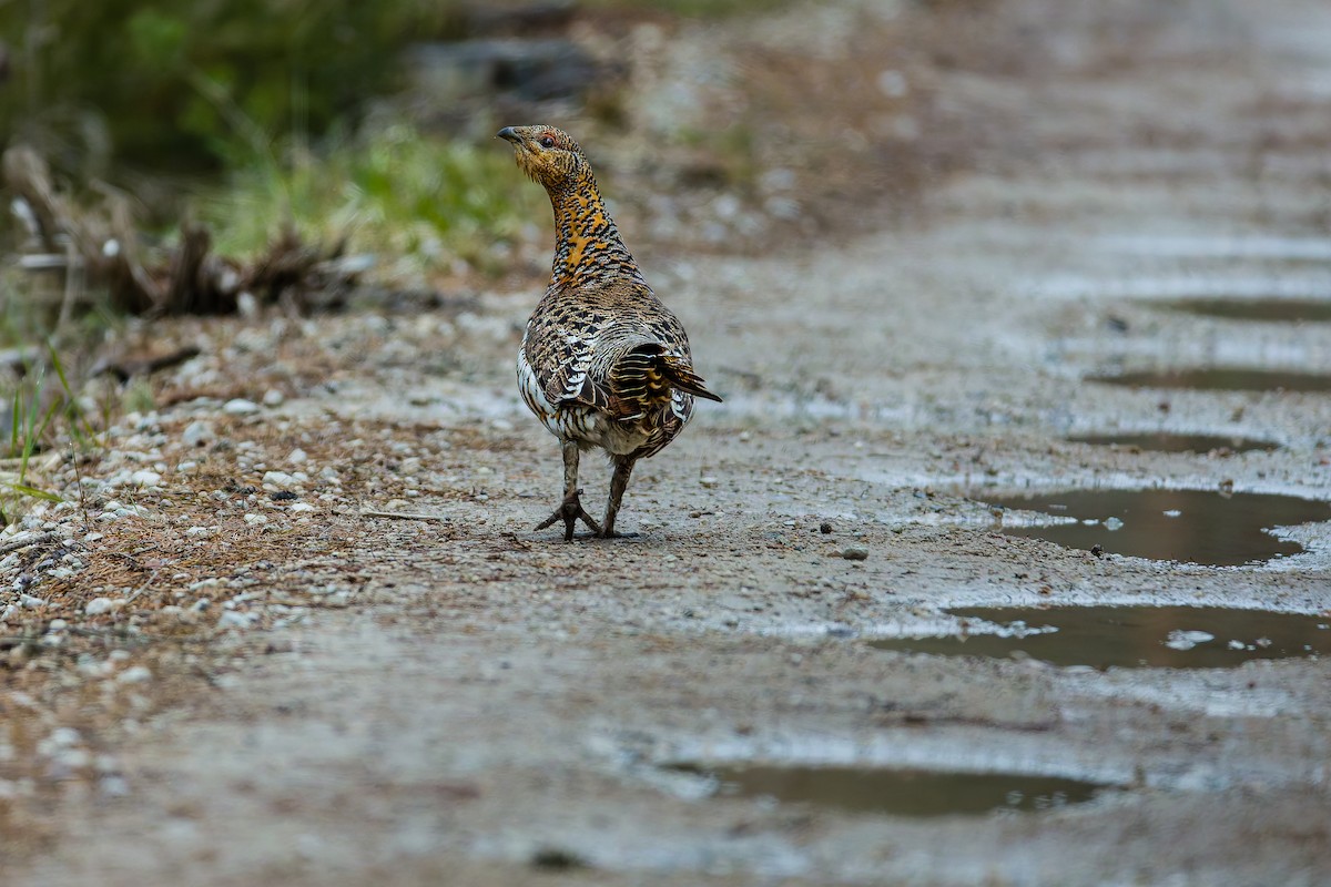 Western Capercaillie - ML619240471