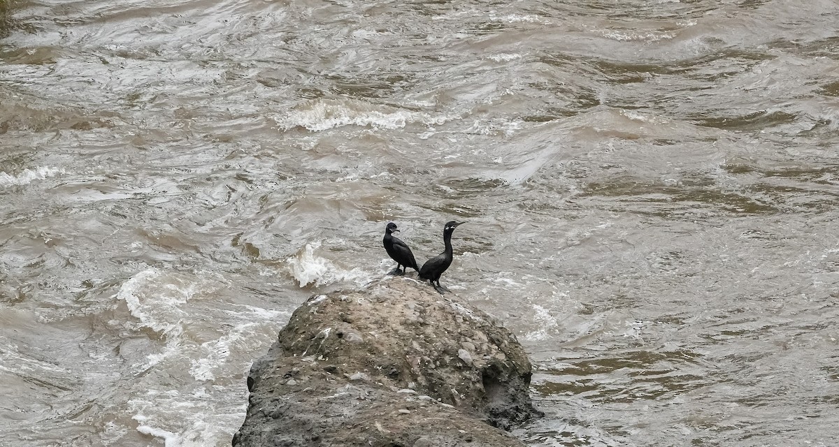 Neotropic Cormorant - Laura Voight