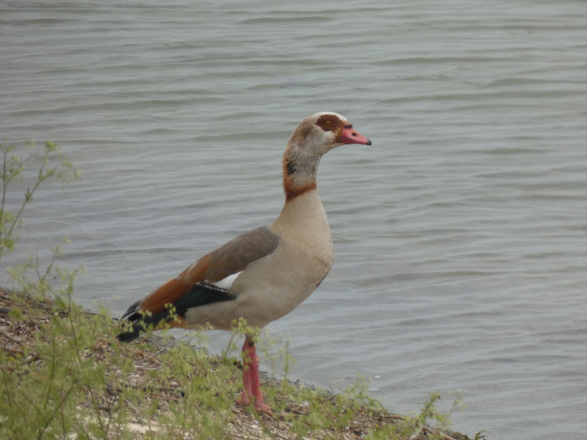 Egyptian Goose - ML619240491