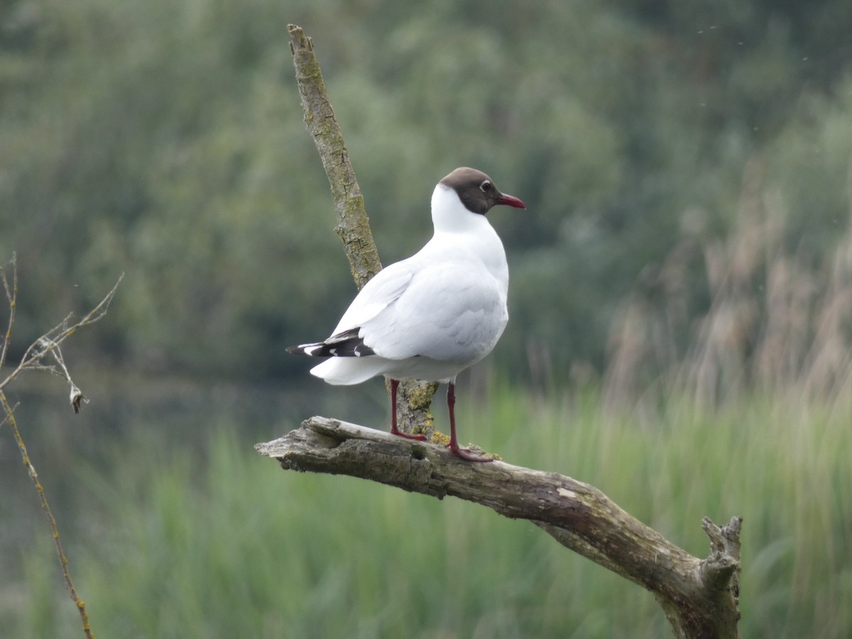 Black-headed Gull - ML619240518