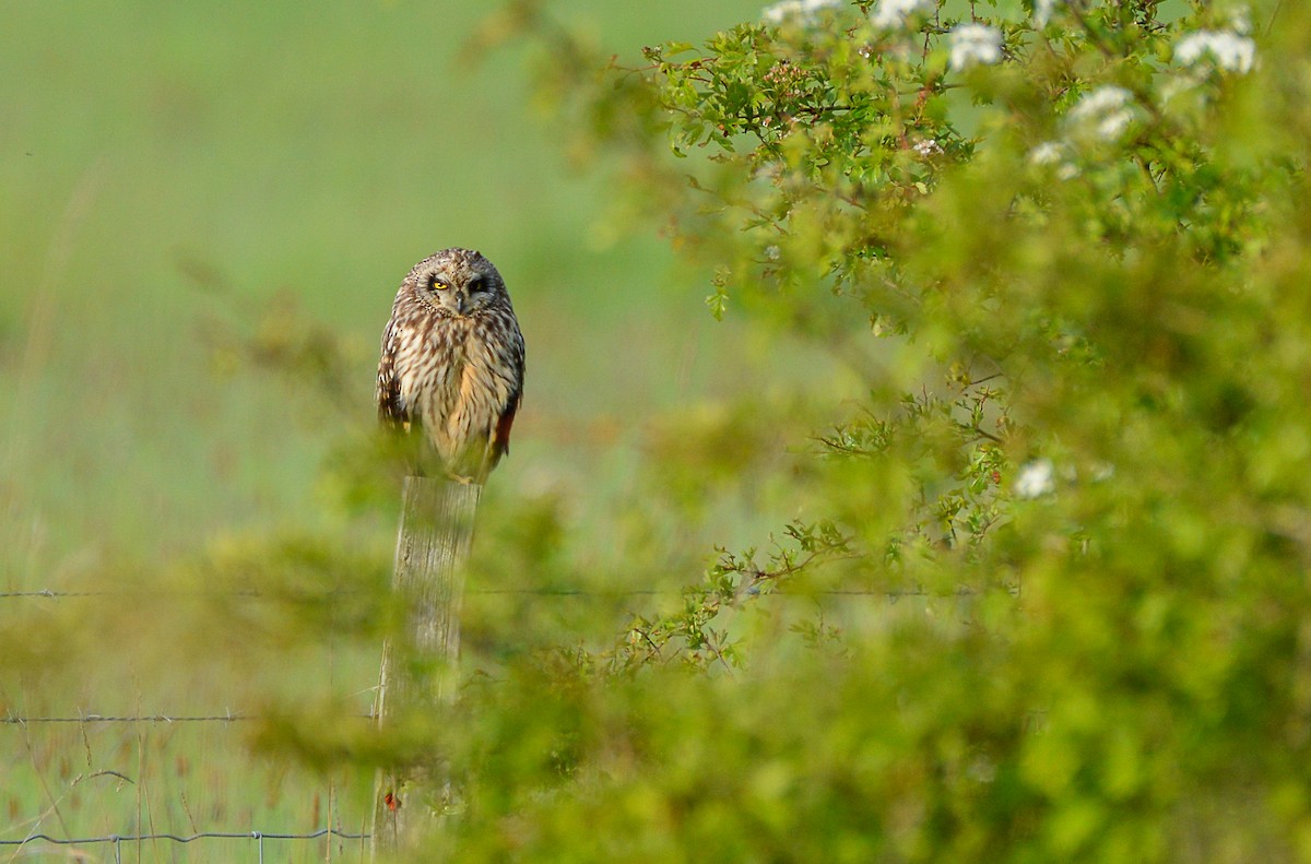 Short-eared Owl - Matt Phelps