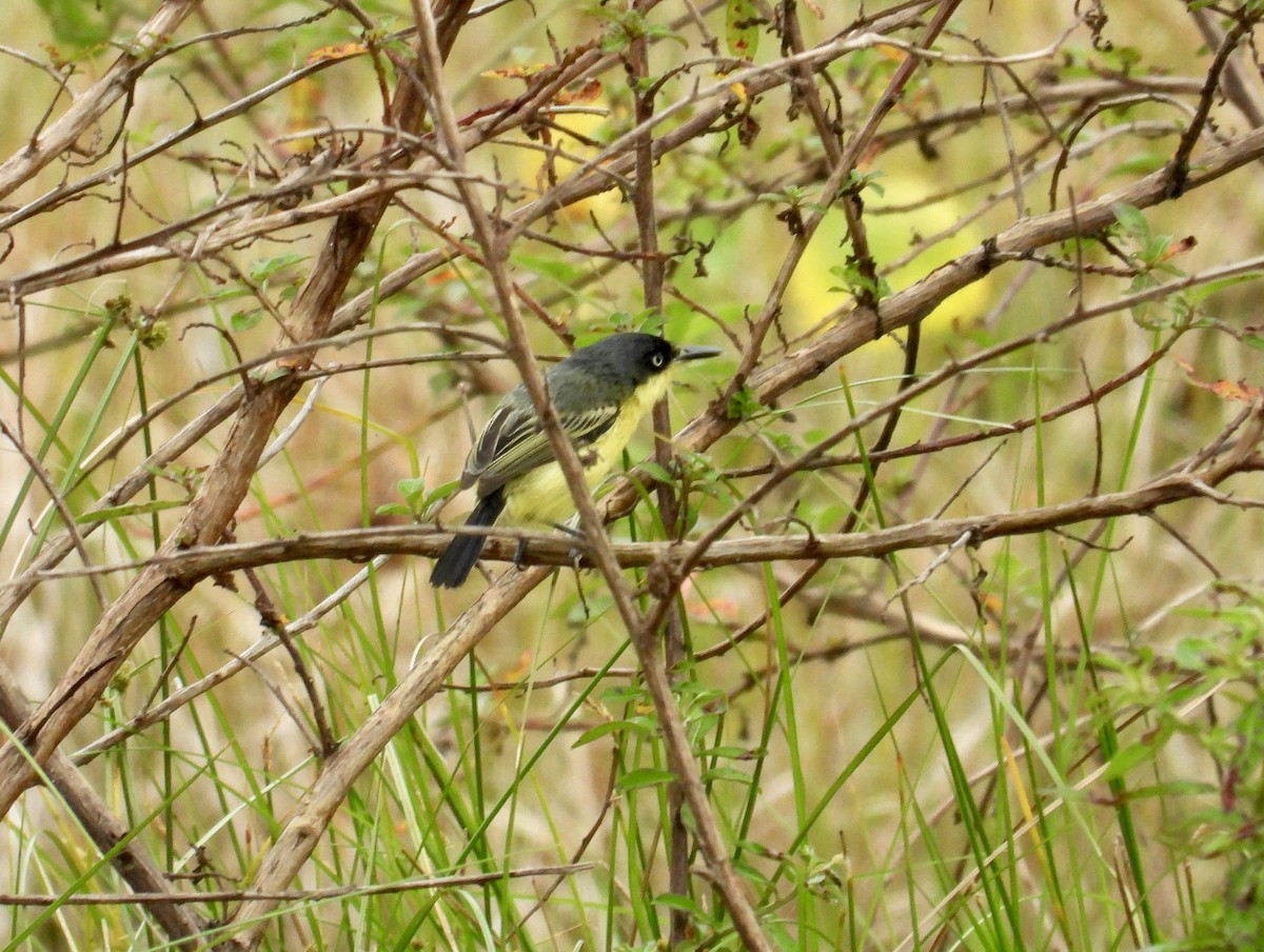 Common Tody-Flycatcher - Alejandra Pons