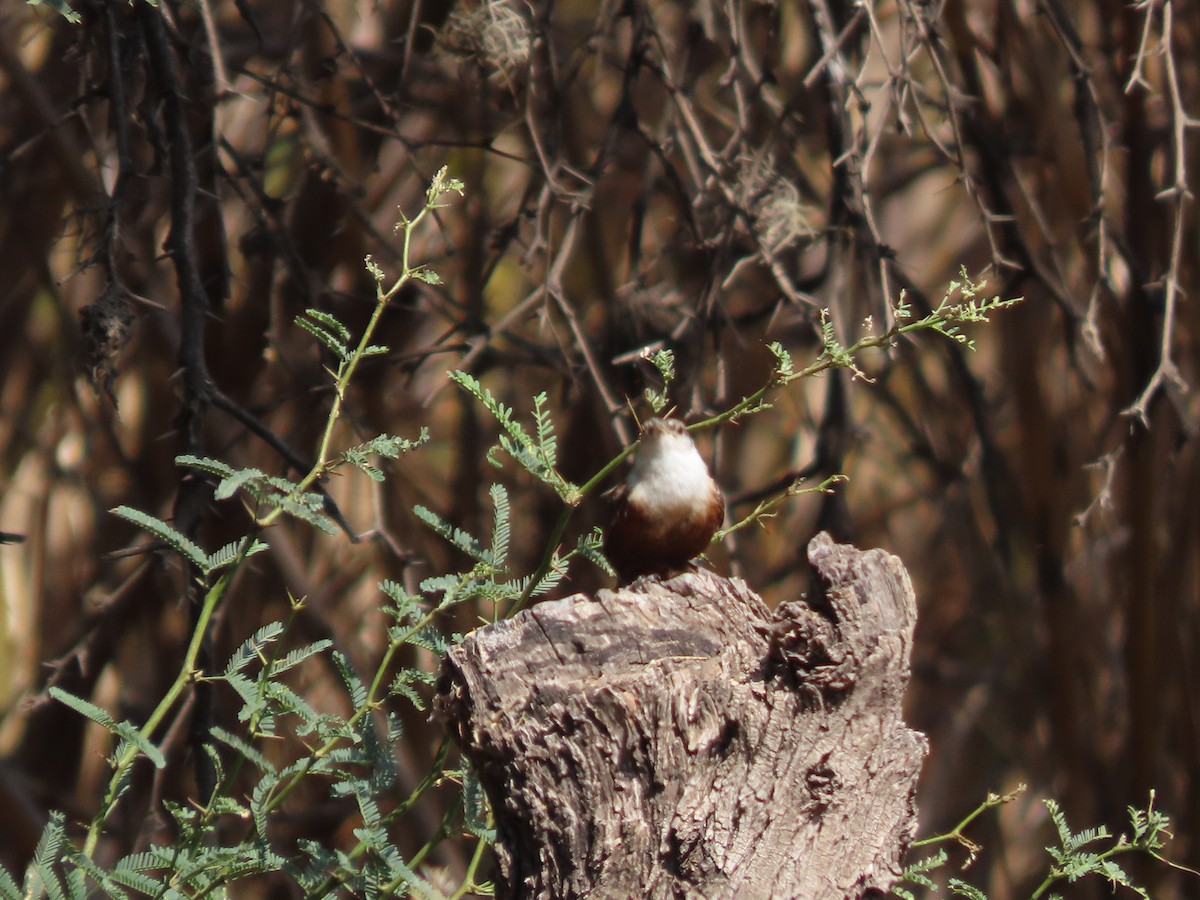 Canyon Wren - Roy Howard