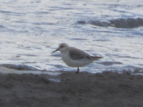 Bécasseau sanderling - ML619240545