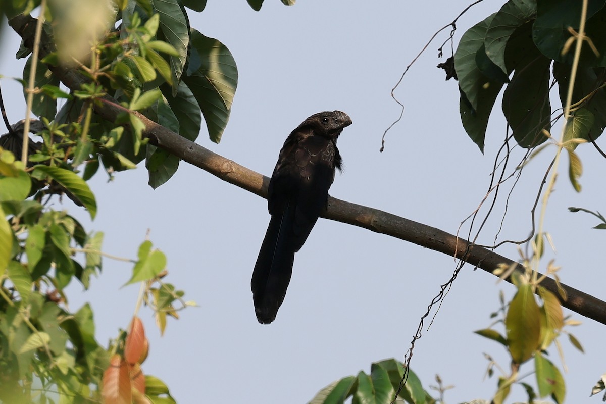 Smooth-billed Ani - Hubert Stelmach