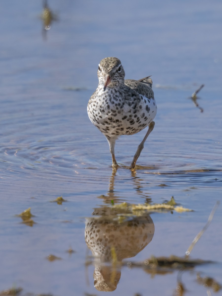 Spotted Sandpiper - Diane Hoy
