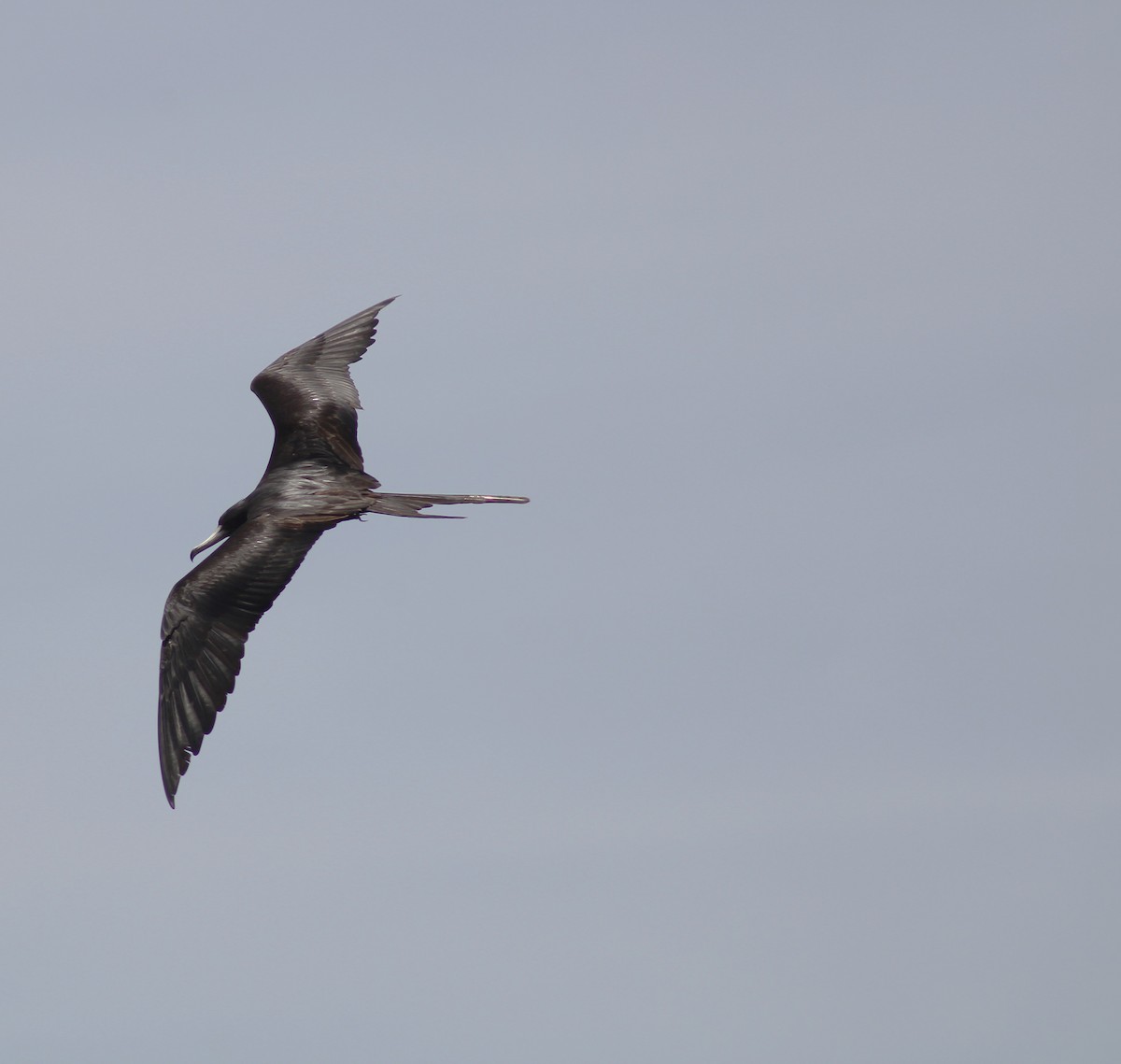 Magnificent Frigatebird - ML619240564